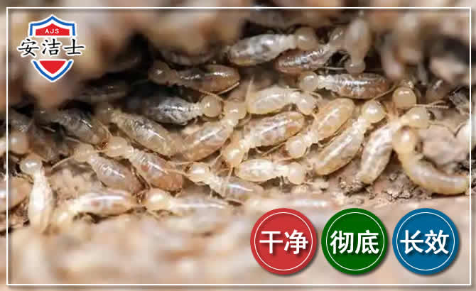 嘉善白蚁防治