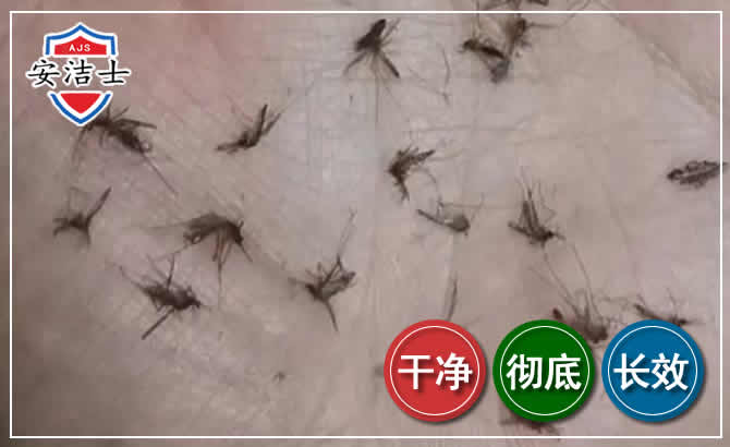 嘉善蚊子防治-灭蚊