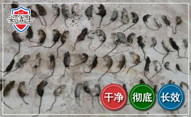 嘉善鼠害防治-灭鼠