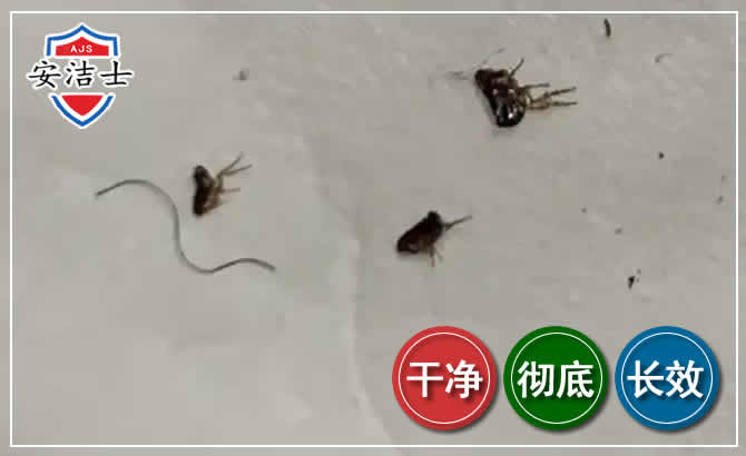 嘉善跳蚤防治-灭跳蚤