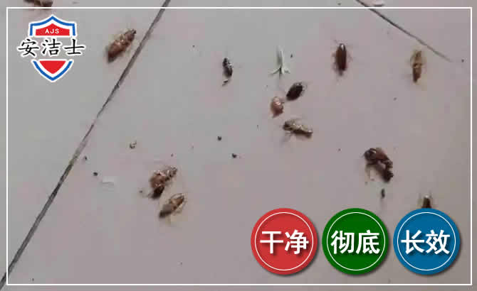 嘉善蟑螂防治-灭蟑螂