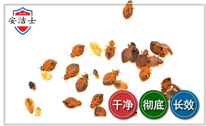 嘉善臭虫防治-消灭臭虫